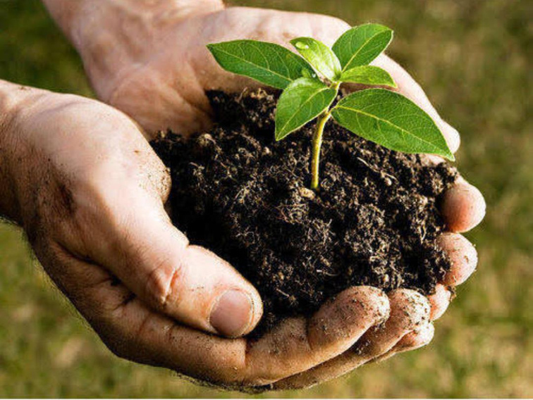 Greenical Decomposer